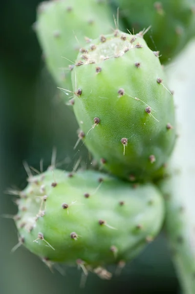 Cactus Plant Botanical Plant Thorns — Stock Photo, Image