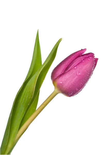 Tulips Purples Sur Contexte Blanc — Photo