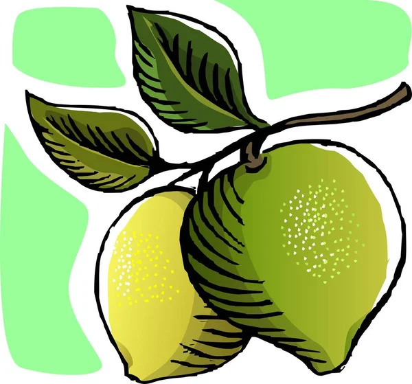 Illustrazione Della Guava Nella Pianta — Foto Stock
