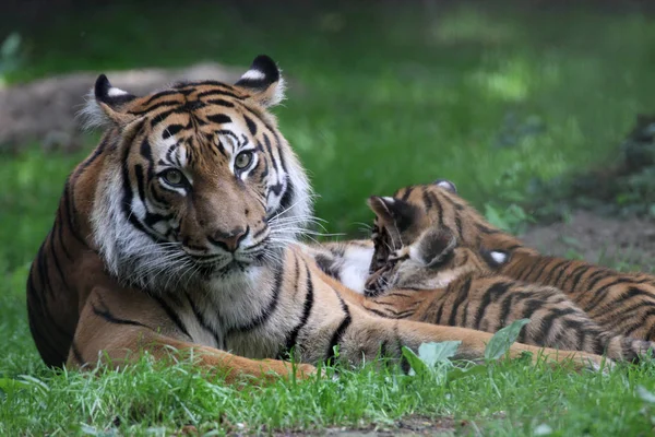 Poderoso Predador Wildcat Animal Tigre Listrado — Fotografia de Stock