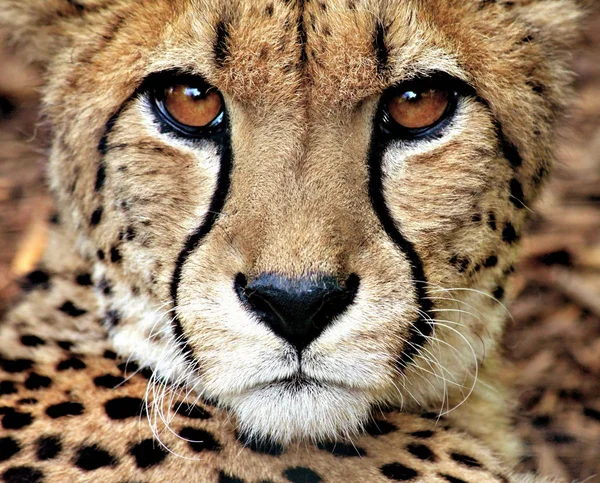 Feline Predator Wild Cheetah Mammal Animal — Stock Photo, Image