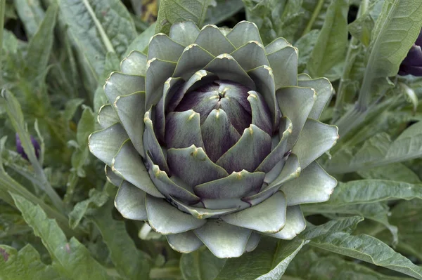 Alcachofa Vegetariana Planta Alimenticia — Foto de Stock