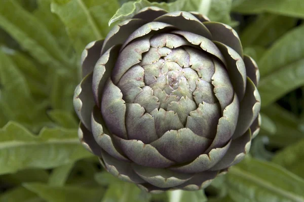 Vegetarische Artischocke Nahrungspflanze — Stockfoto