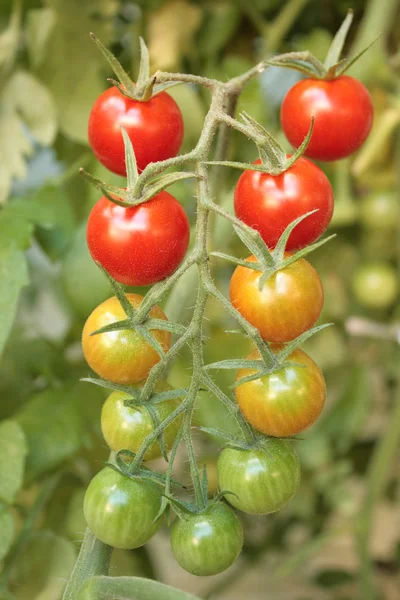 Tomates Mûres Rouges Biologiques — Photo