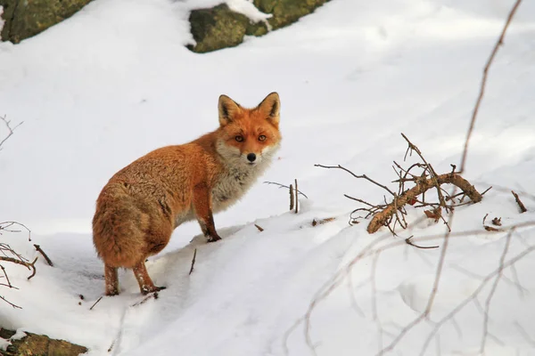 Red Fox Animal Nature Fauna — Stock Photo, Image