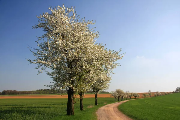 Jarní Flóra Třešňové Květy Květy — Stock fotografie