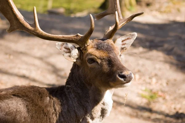 Wildtiere Von Damhirschen — Stockfoto