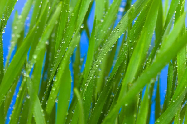 Trigo Plántulas Hierba Verde —  Fotos de Stock