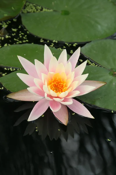 Água Lírio Pétalas Flores Planta Aquática — Fotografia de Stock