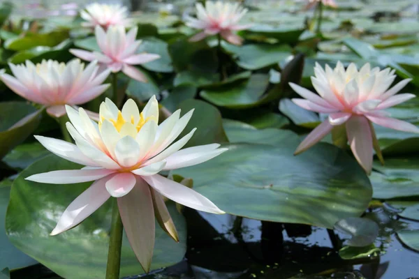 Water Lily Flower Petals Aquatic Plant — Stock Photo, Image