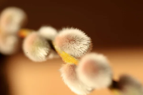 Pussy Willow Spring Catkin — Φωτογραφία Αρχείου