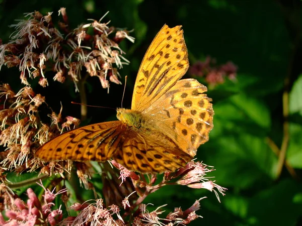 Schmetterling Insekt Mit Flügeln — Stockfoto