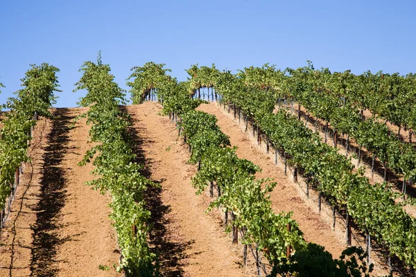 Nappa Valley Nappa United States Wine Growing Region — Stock Photo, Image