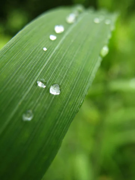 Grasflora Pflanze Der Natur — Stockfoto