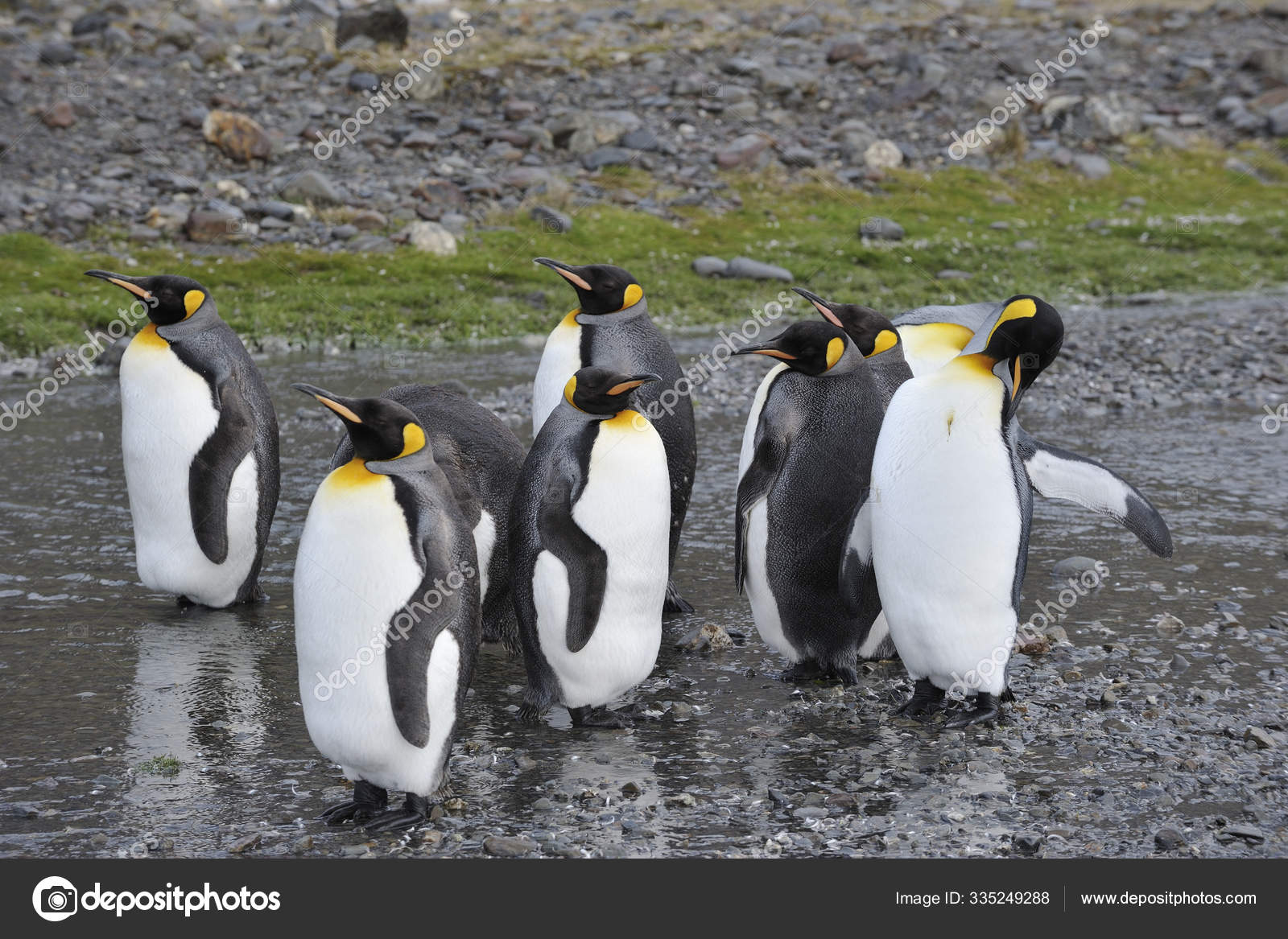 Melanistic Penguin All Black Emperor Penguin Sticker Gentoo Penguin