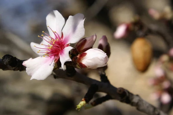 Vår Blommor Blomma Träd Grenar Vår Blommande Blommor — Stockfoto