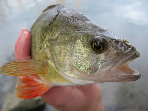 Poissons Dans Réservoir — Photo