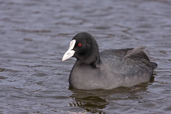 Vogel Thema Außenschuss — Stockfoto