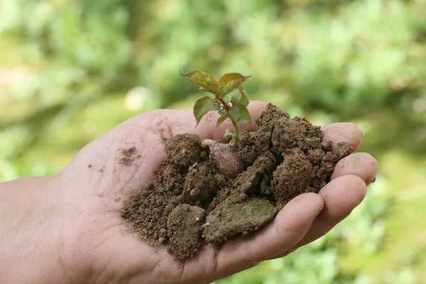 Plantas Que Crecen Jardín —  Fotos de Stock