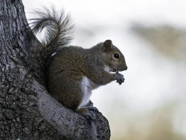 Flora Fauna Squirrel Animal Rodent Fluffy Squirrel — Stock Photo, Image