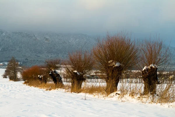 Paesaggio Invernale Con Pascoli — Foto Stock