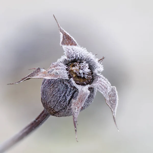 Vista Una Escena Invierno — Foto de Stock