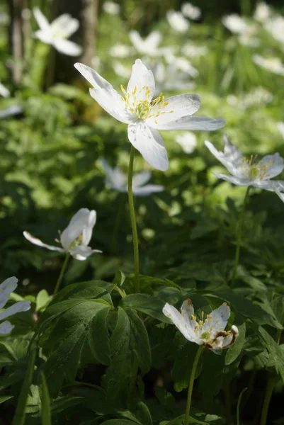 Beautiful Botanical Shot Natural Wallpaper — Stock Photo, Image