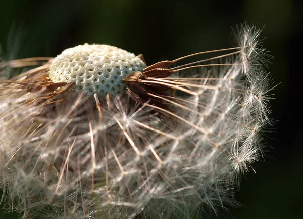 Belle Vue Sur Fleur Naturelle Pissenlit — Photo