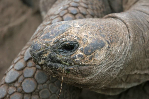 Exotiska Sköldpaddsdjur Naturfauna — Stockfoto