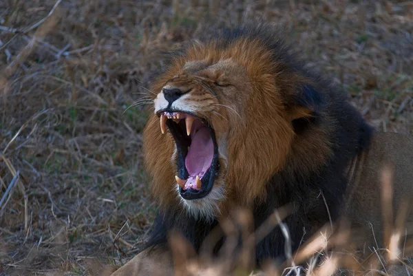 狮子掠食者 野生食肉动物猫 — 图库照片