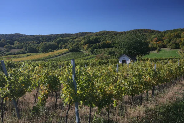 Grape Growing Vineyard — Stock Photo, Image