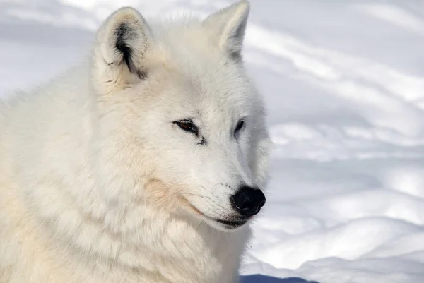 Schilderachtig Uitzicht Wilde Wolf Natuur — Stockfoto