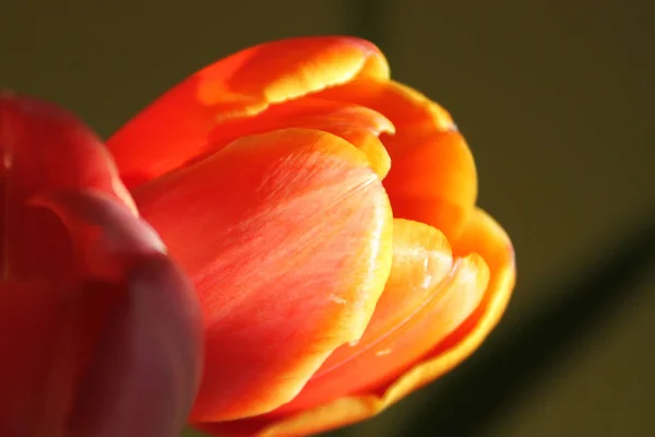 Frühling Tulpen Blumen Flora — Stockfoto