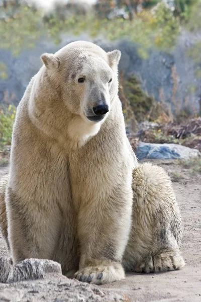 Sedící Lední Nebo Polarbear — Stock fotografie