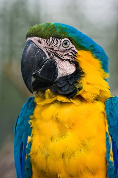 Gelber Und Blauer Papagei — Stockfoto