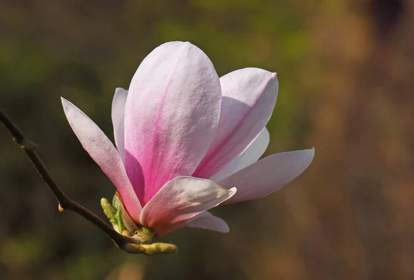 Kwiat Magnolii Kwiaty Kwitnące — Zdjęcie stockowe