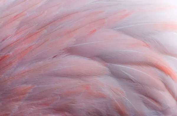 Malerischer Blick Auf Den Schönen Flamingo Vogel Der Natur — Stockfoto