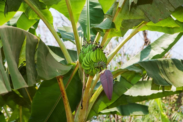 Bananier Tropical Plante Exotique — Photo