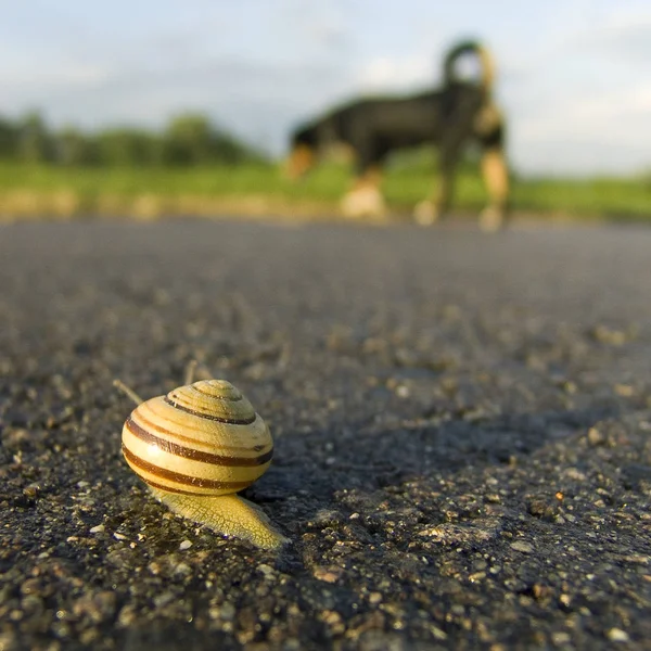 Caracol Lento Animal Viscoso — Fotografia de Stock