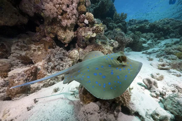 Raya Manchada Azul Océano — Foto de Stock