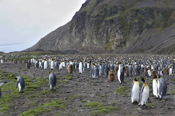 Vista Panoramica Uccelli Pinguino Carino Natura — Foto Stock