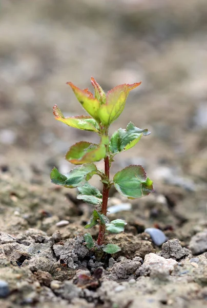 Młoda Roślina Rosnąca Glebie — Zdjęcie stockowe