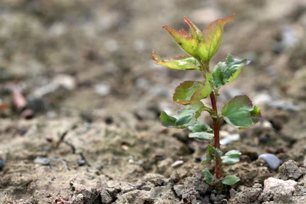 Plantas Que Crecen Jardín —  Fotos de Stock