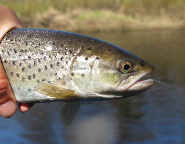 Pêcheur Tenant Gros Poisson Dans Main — Photo