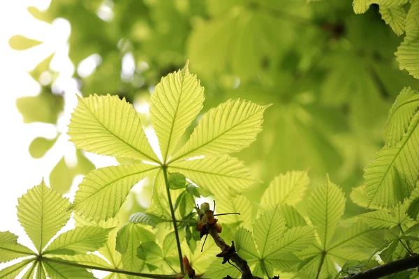 生长在花园里的植物 — 图库照片