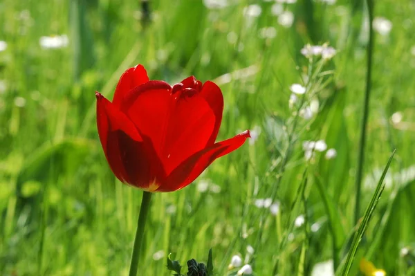 Vista Cênica Belas Flores Tulipa — Fotografia de Stock