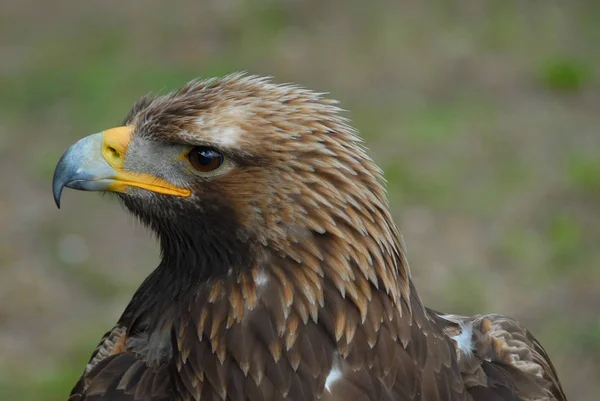 Doğadaki Güzel Kartal Kuşunun Manzarası — Stok fotoğraf