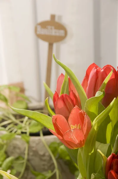 Hermosos Tulipanes Primavera Flores Flora —  Fotos de Stock