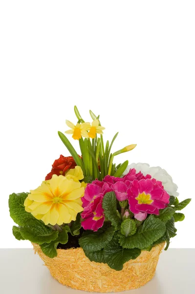报春花 植物和花瓣 — 图库照片