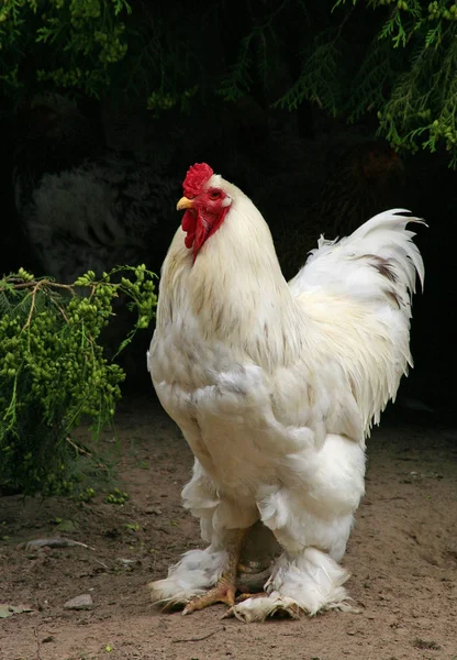 Festői Kilátás Gyönyörű Madár Természetben — Stock Fotó